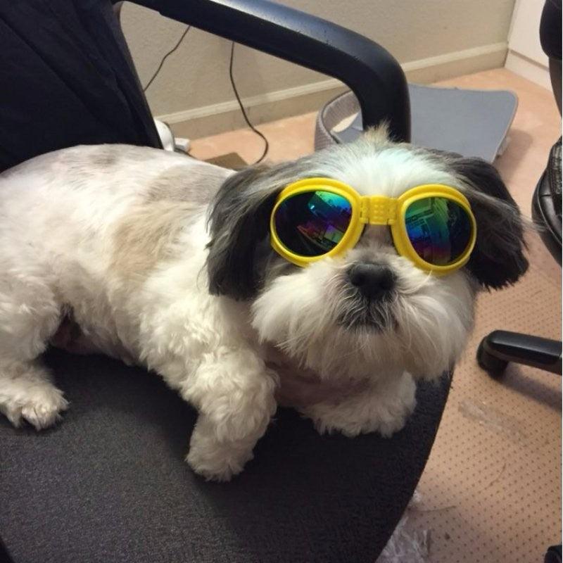 Foldable Aquashield Dog Sunglasses